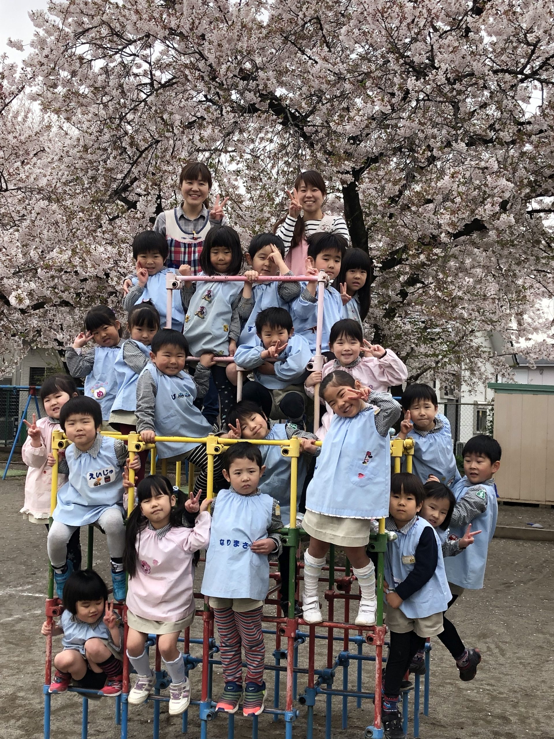 幼稚園　集合写真 ゆり組 桜の下での集合写真 | 足利こばと幼稚園